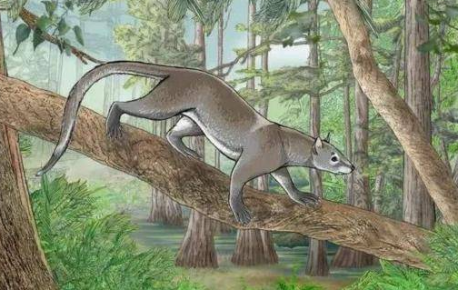 5000万年前的这种生物，竟是猫和狗的共同祖先，模样你猜不到