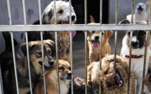 900只流浪狗，吃掉了2套深圳的房子，救助流浪狗的心酸无人