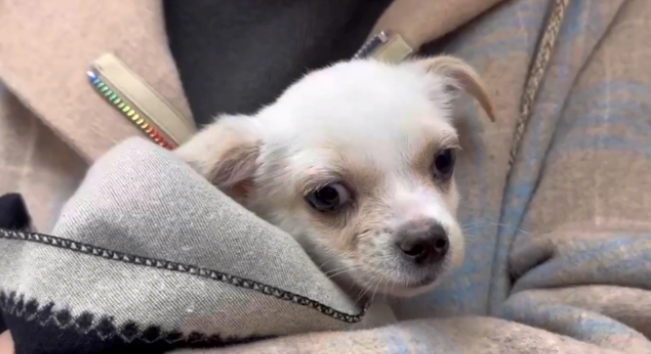 战胜病魔，重新有个家的流浪小奶狗，在离开宠物医院时，它竟哭了