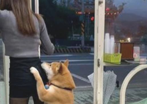 店内新招了个美女店员，柴犬老往别人的身上扑，狗：一起卖槟榔吧！