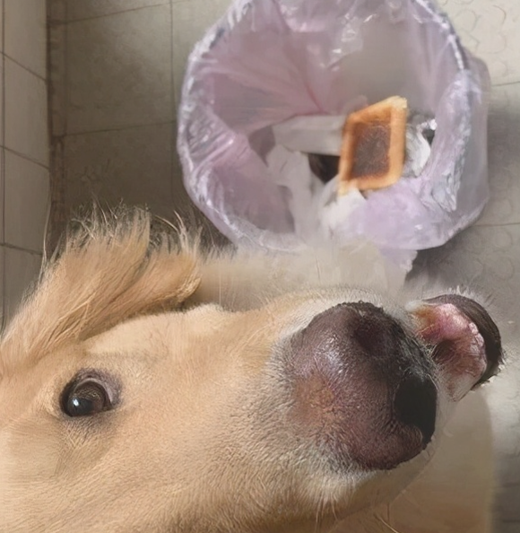 主人把煎糊的面包丢掉了，狗狗盯住垃圾桶看过大半天：我能吃吗？