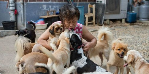 爱心阿婆救数百只狗狗 20年耗尽老本