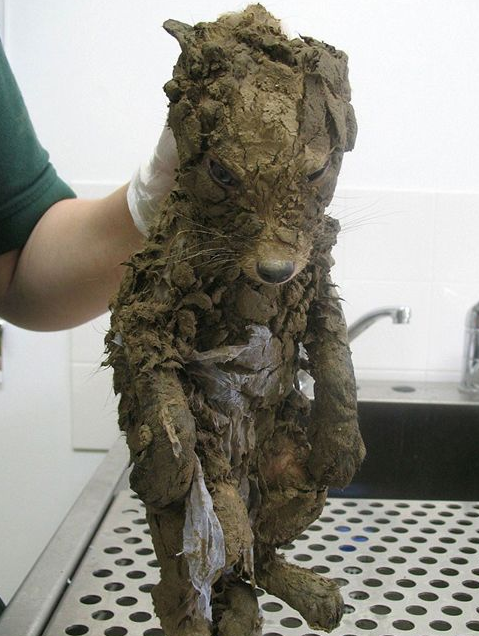 阿姨在工地捡到一坨“水泥” 洗干净后发现竟然不是狗