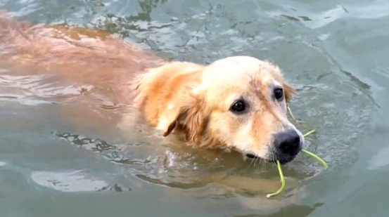 爱好独特的金毛犬，喜欢在河里捡垃圾，这一捡就是6年