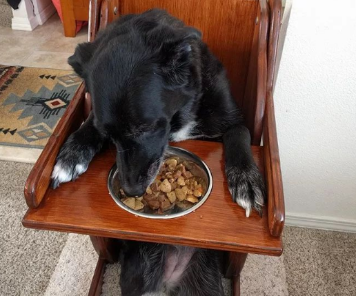 这只狗狗只能站着吃饭 知道实情的人都为它感到难过