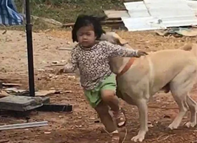 狗狗跟着女儿一起跑，以为没啥问题，隔了会却有些心疼了
