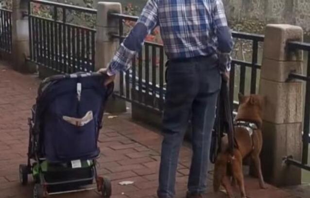 广州一狗狗后腿瘫痪，主人推婴儿车陪伴，不离不弃帮它渡过难关