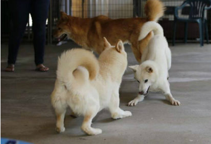 九只狗在韩国狗肉市场被救出 在美国避难所找到幸福家园