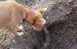 狗狗被车撞死 同伴鼻子推土为它埋葬