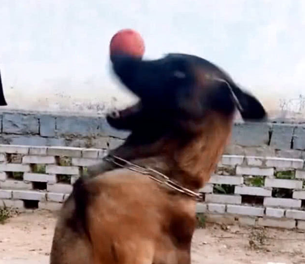 狗狗头上圆球耍杂技表演，一系列的高难度动作，看得许多人瞠目结舌