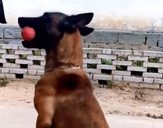 狗狗头上圆球耍杂技表演，一系列的高难度动作，看得许多人瞠目结舌