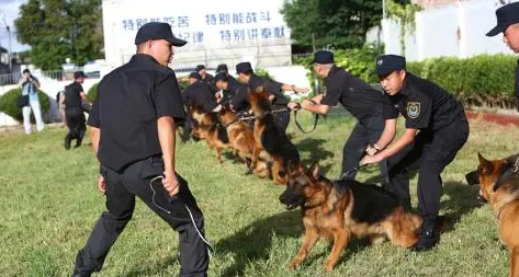 帅气的警察和警犬 | 探班“警犬训练营”泰安帅气警察和超萌警犬的那些事