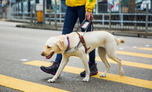 盲人带导盲犬入住酒店遭拒引发热议