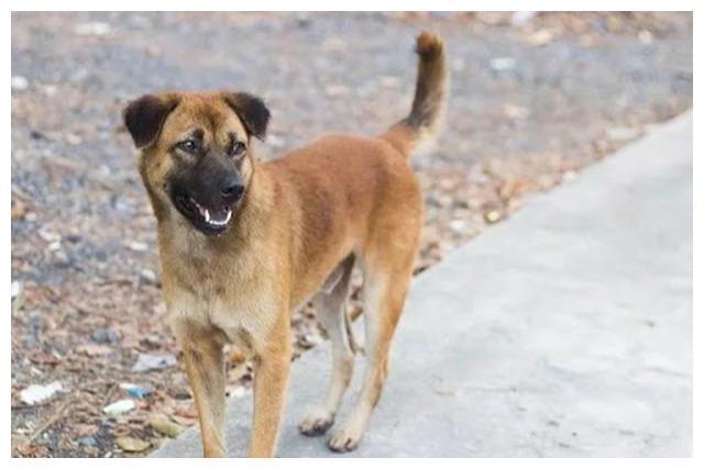 离世的爱犬回来了？孩子拿着照片大喊是它，父母满脸不可置信