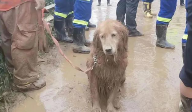 那只让全国网友泪崩的搜救犬退役后，竟被宠成了爱拆家的铁憨憨！