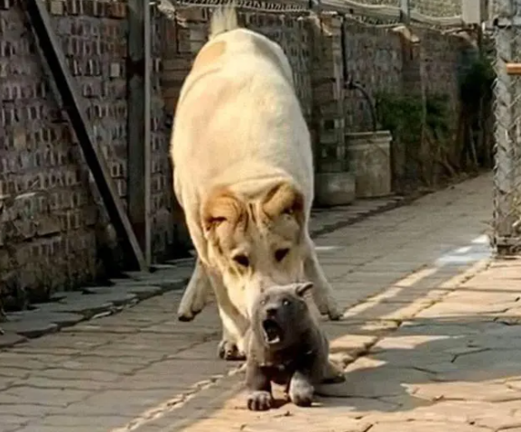 长得像猫的狗，仗着外形嘚瑟，直到遇上大哥