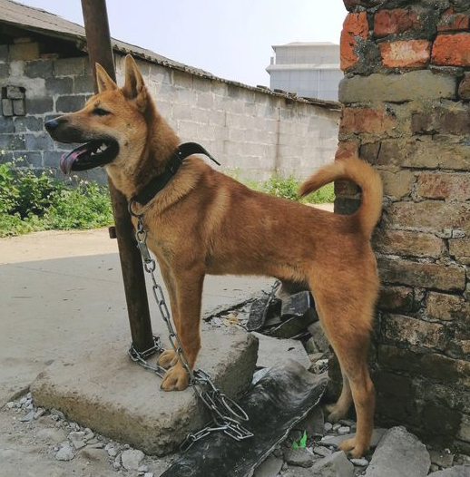 土狗的心理状态真棒，它每日都特高兴，并且看门还尽职尽责