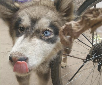 遇上流浪犬被熊孩子欺压，小伙下手相帮收留狗狗，细心一看乐了