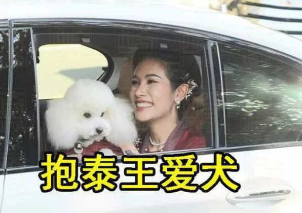 细节定成败贵妃诗妮娜学西拉米抱狗坐车，而苏提达将小狗扔脚边