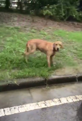 暴雨下了整整的二天两夜，而金毛狗狗也一直在原地不动等主人家！