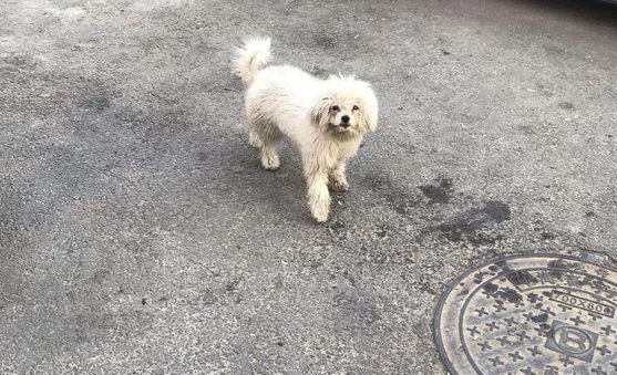 流浪犬走丢后在大街上不断的徘徊，以便直到主人，自始至终不肯跟人离去