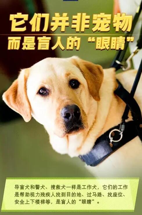 善待导盲犬 让城市更温暖