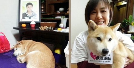 一名少年3年前被醉酒驾驶司机撞死 忠心的柴犬至今仍守候在灵前