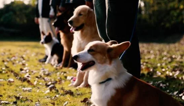 职业训犬师张振花了两个月，改变了一条狗的命运