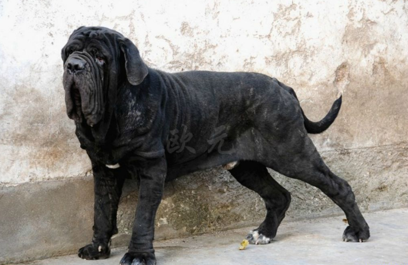 意大利纽波利顿犬：黑手党的最爱，世界十大斗犬之一