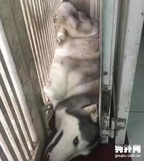 谁说猫狗水火不容的？这不好着呢么~ 第1张