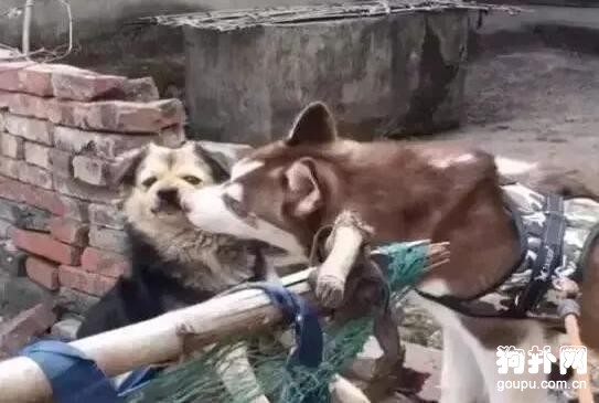 二哈强吻中华田园犬，竟遭田园犬一巴掌秒杀 第1张