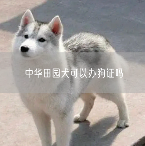 中华田园犬可以办狗证吗