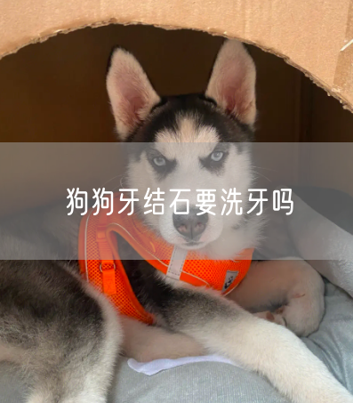 狗狗牙结石要洗牙吗