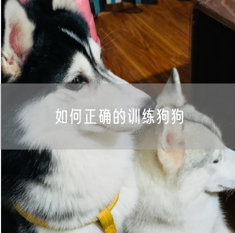 如何正确的训练狗狗