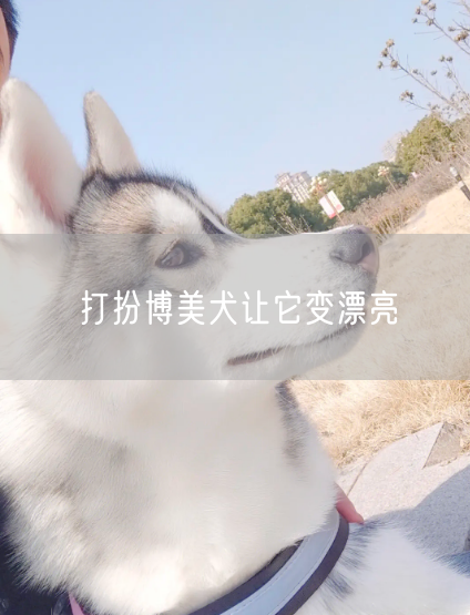 打扮博美犬让它变漂亮