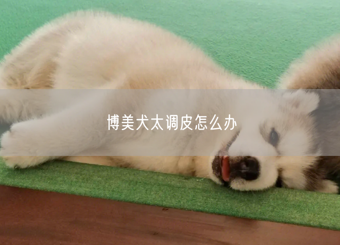 博美犬太调皮怎么办