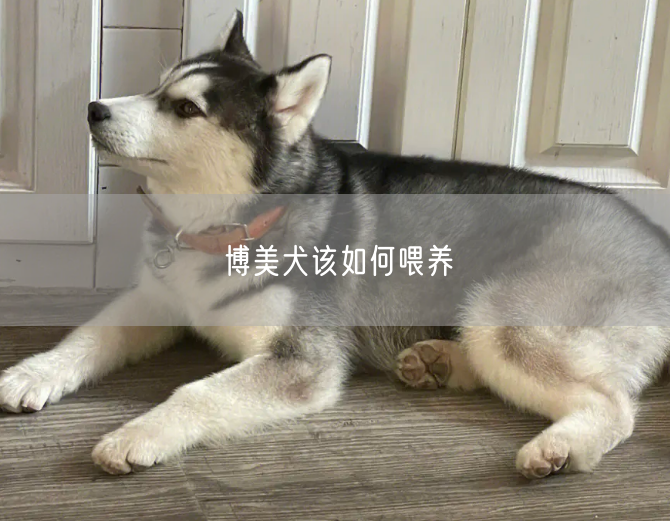 博美犬该如何喂养