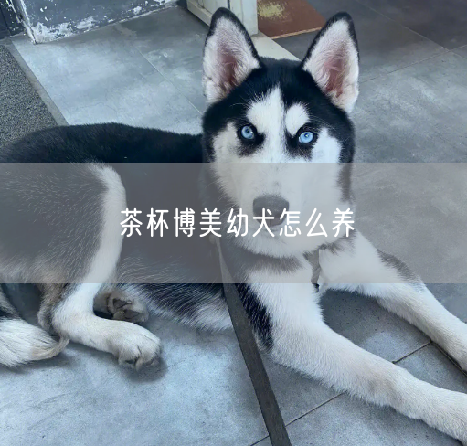 茶杯博美幼犬怎么养