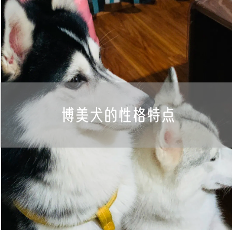 博美犬的性格特点