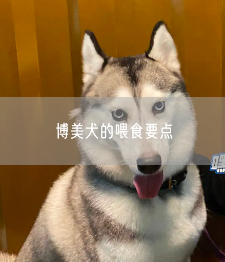 博美犬的喂食要点