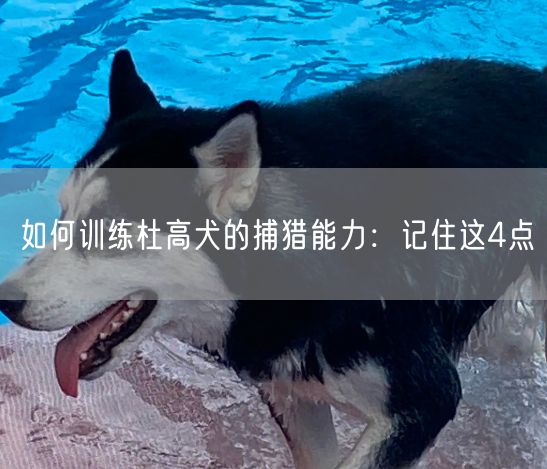 如何训练杜高犬的捕猎能力：记住这4点