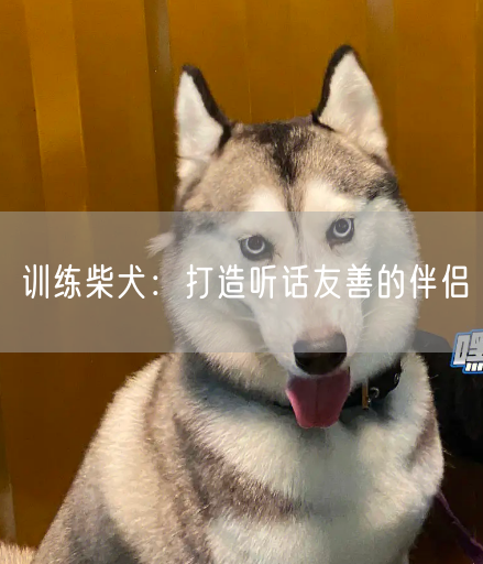 训练柴犬：打造听话友善的伴侣