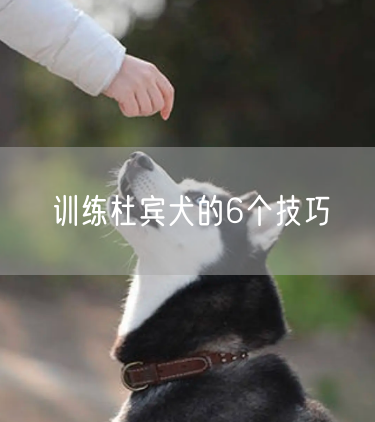  训练杜宾犬的6个技巧