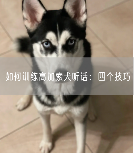 如何训练高加索犬听话：四个技巧