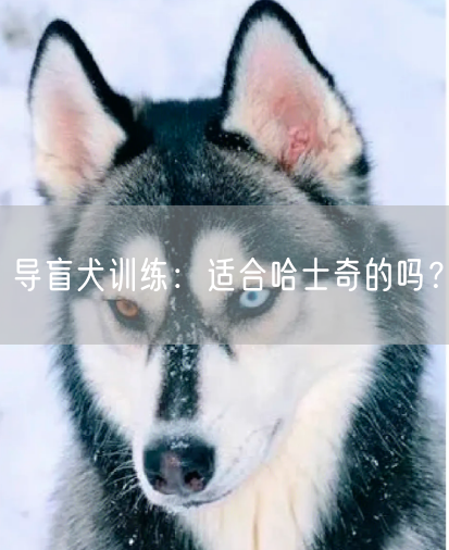 导盲犬训练：适合哈士奇的吗？