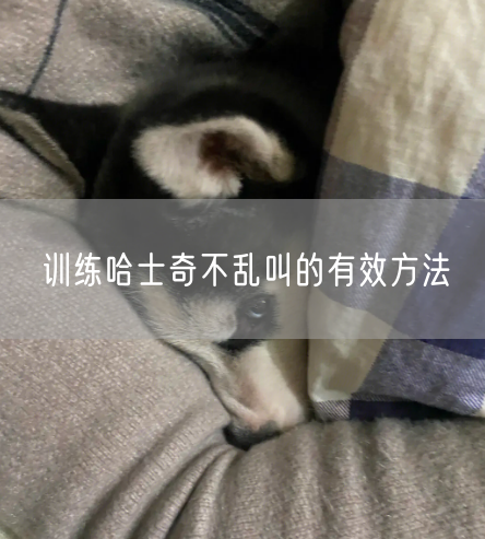 训练哈士奇不乱叫的有效方法