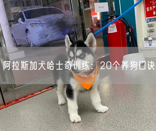 阿拉斯加犬哈士奇训练：20个养狗口诀