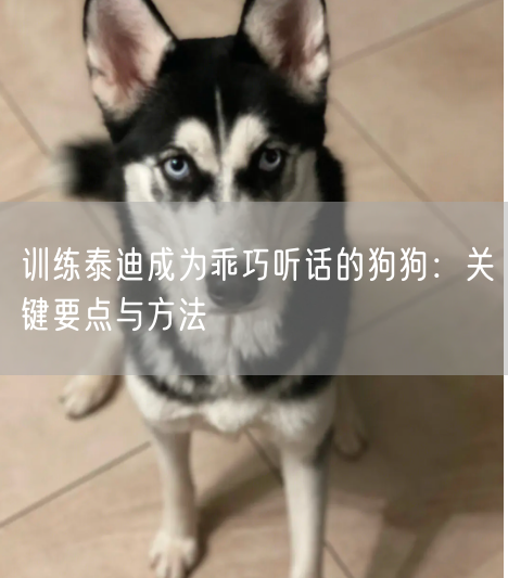 训练泰迪成为乖巧听话的狗狗：关键要点与方法