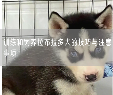  训练和饲养拉布拉多犬的技巧与注意事项