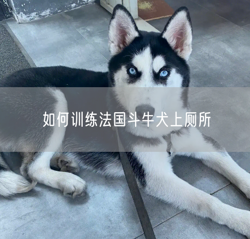 如何训练法国斗牛犬上厕所